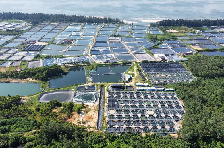 项目的设计和施工图预算编制工作，包括138座陆基养殖池和3个高位池，设计尾水处理规模4000m³/d，助力阳西县海水鱼苗行业高质量发展，为绿色渔业发展提供技术支撑